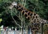 Belgrade Zoo – Garden of Good Hope